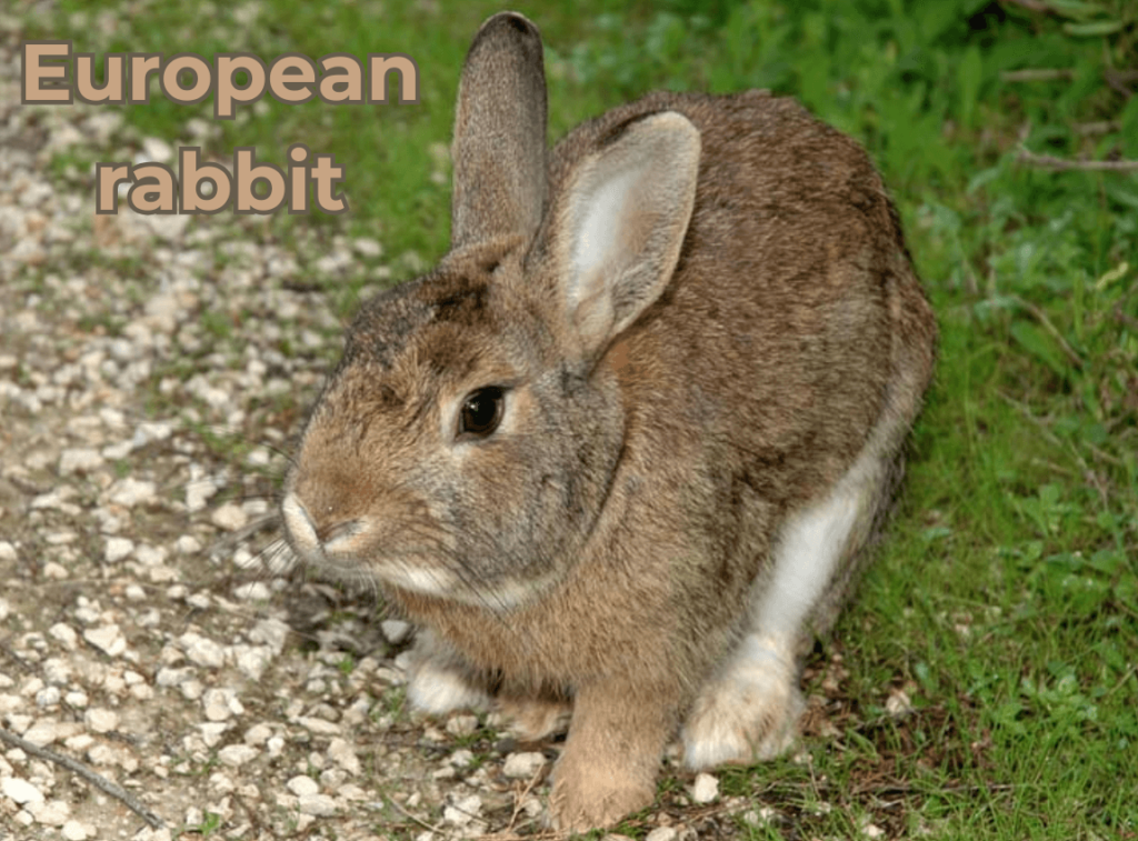 European Rabbit