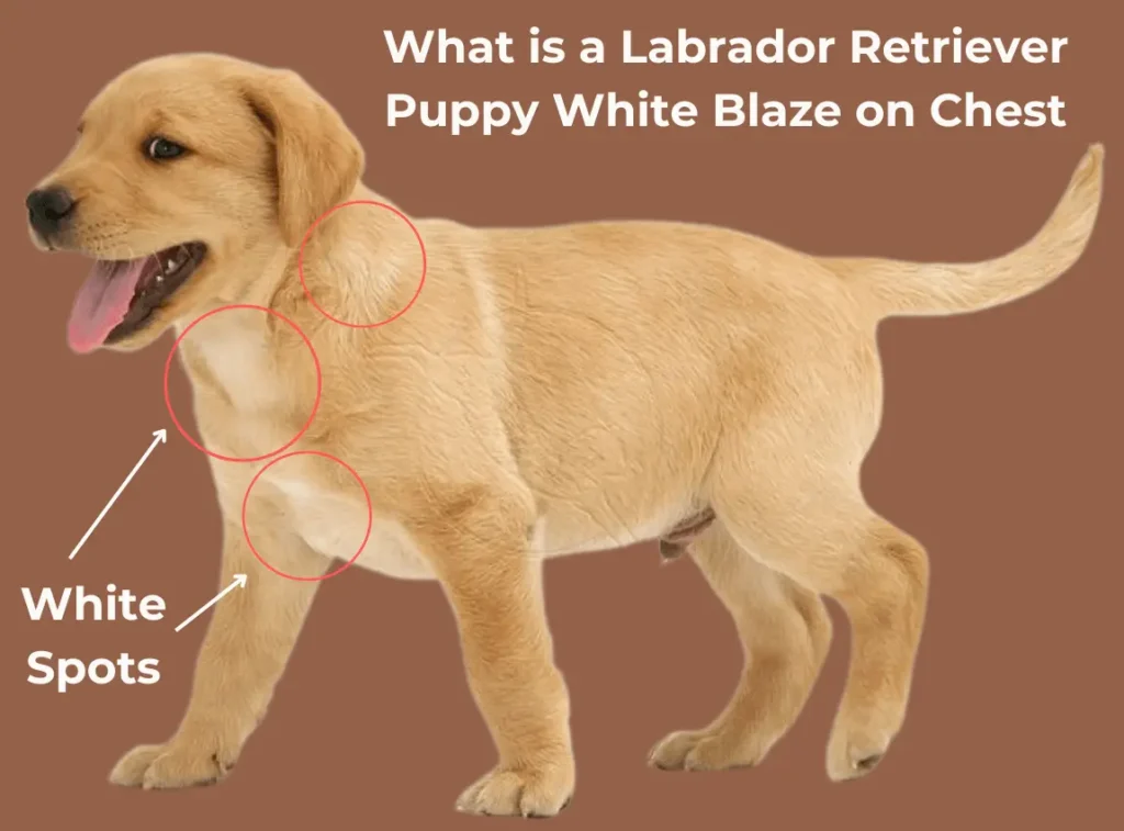 Labrador Retriever Puppy White Blaze on Chest