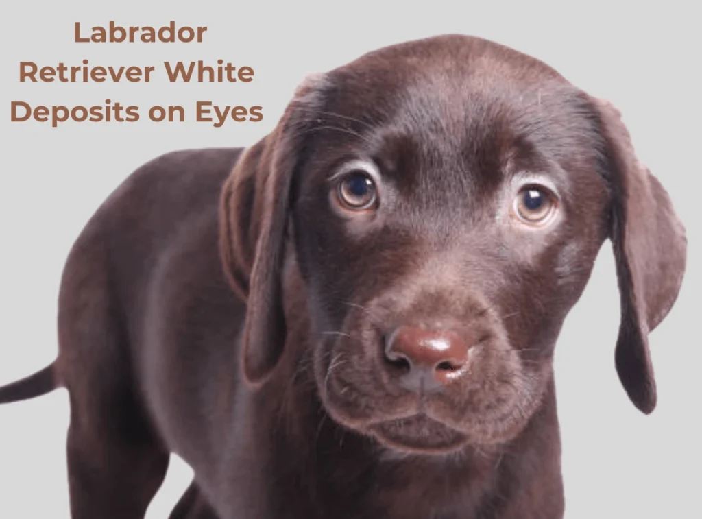 Labrador Retriever Eyes