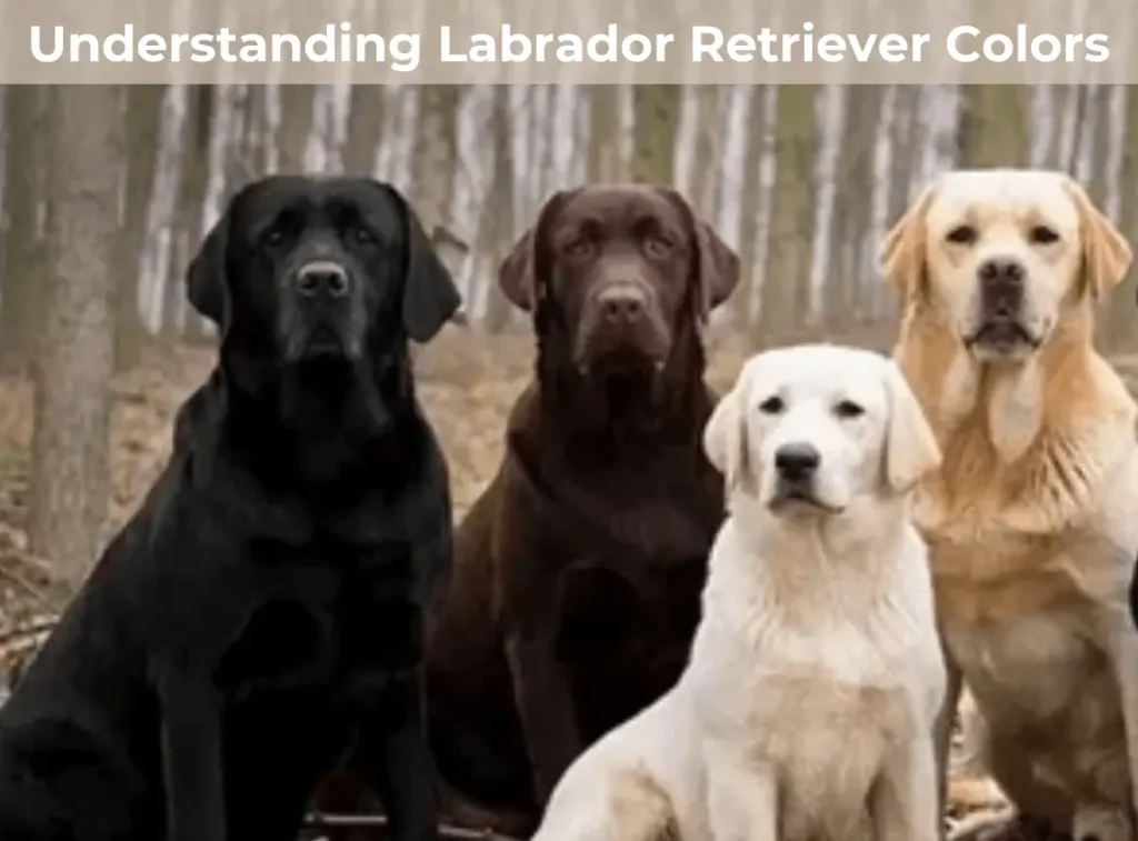 Labrador Retriever Colors