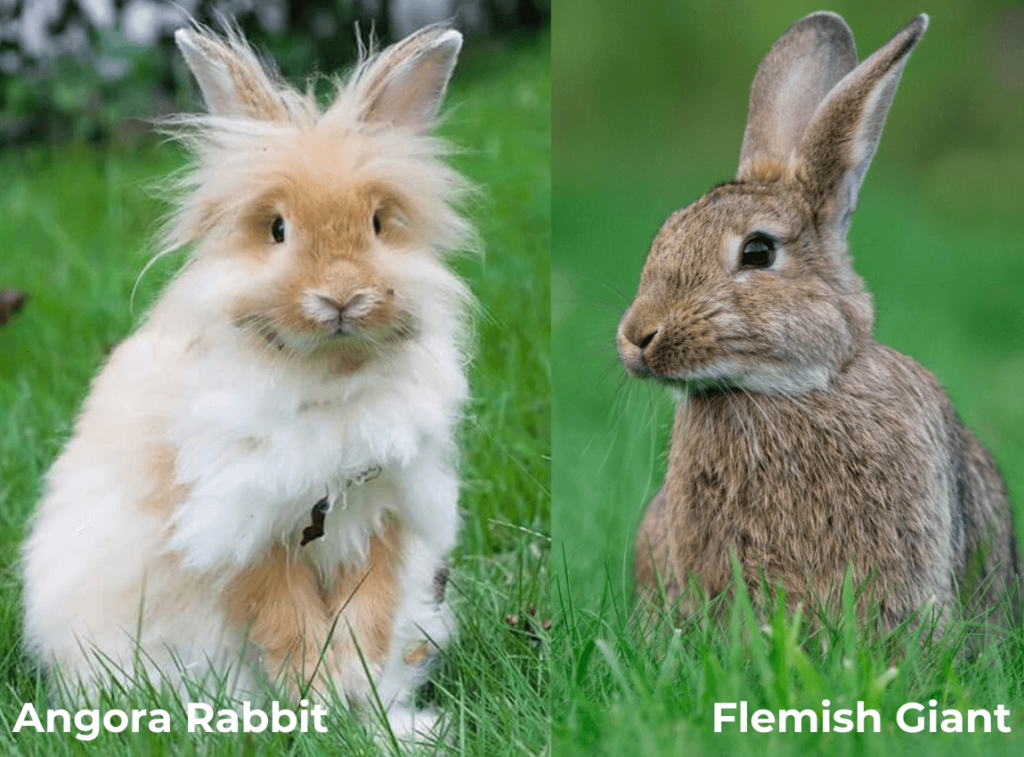 Angora rabbit 
Flemish Giant Rabbit