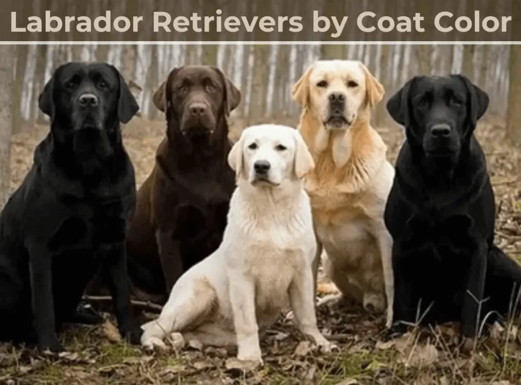 Labrador Retrievers Coat Color