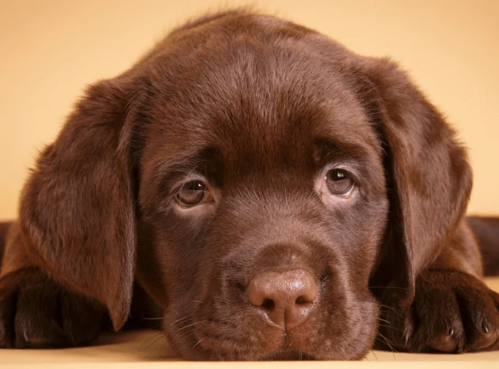 Causes of White Deposit of Labrador Retrievers Eyes