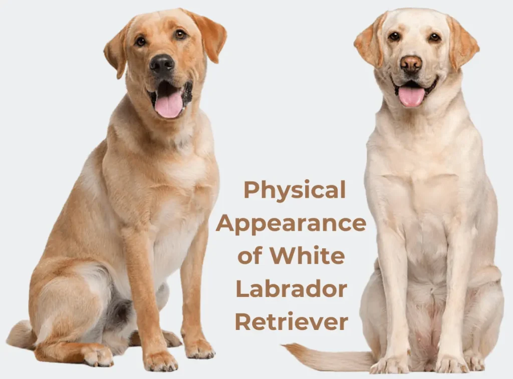 Physical Appearance of White Labrador Retriever