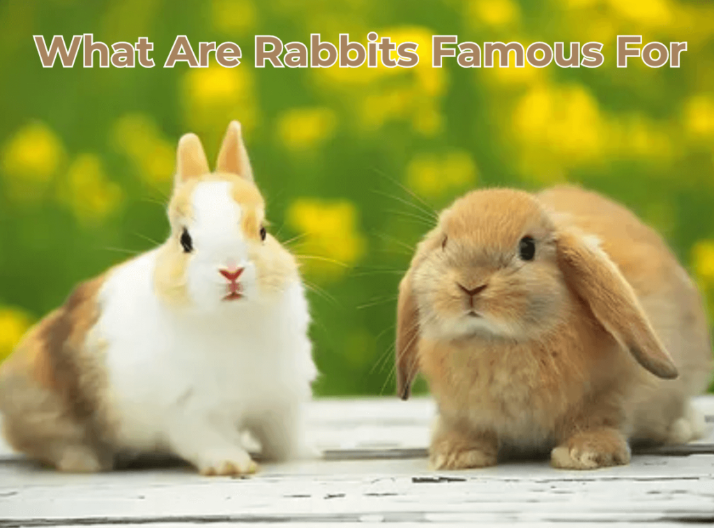 What Are Rabbits Famous For