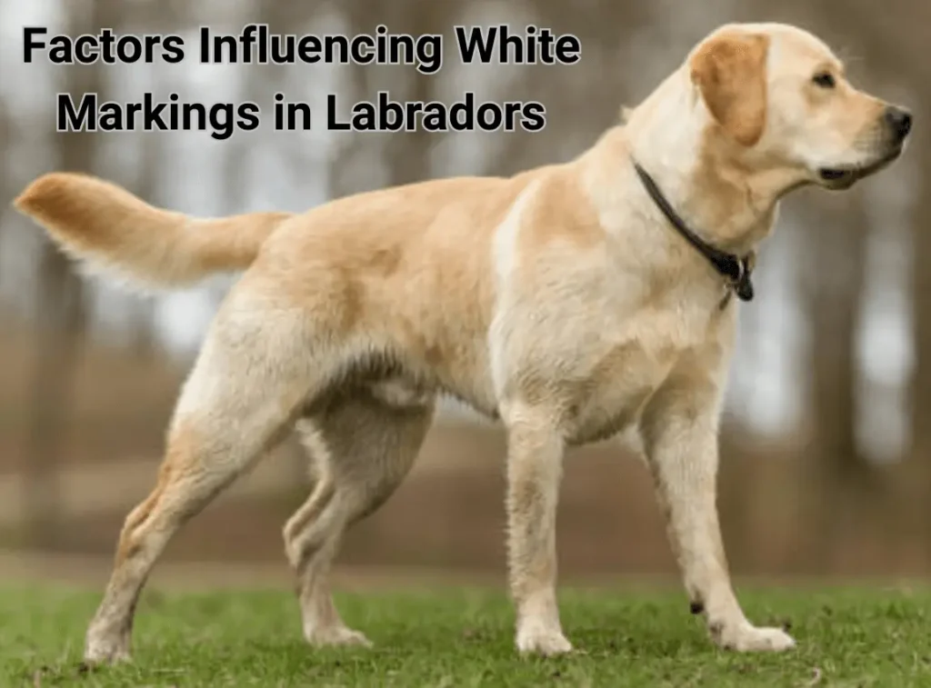 Factors Influencing White Markings in Labradors