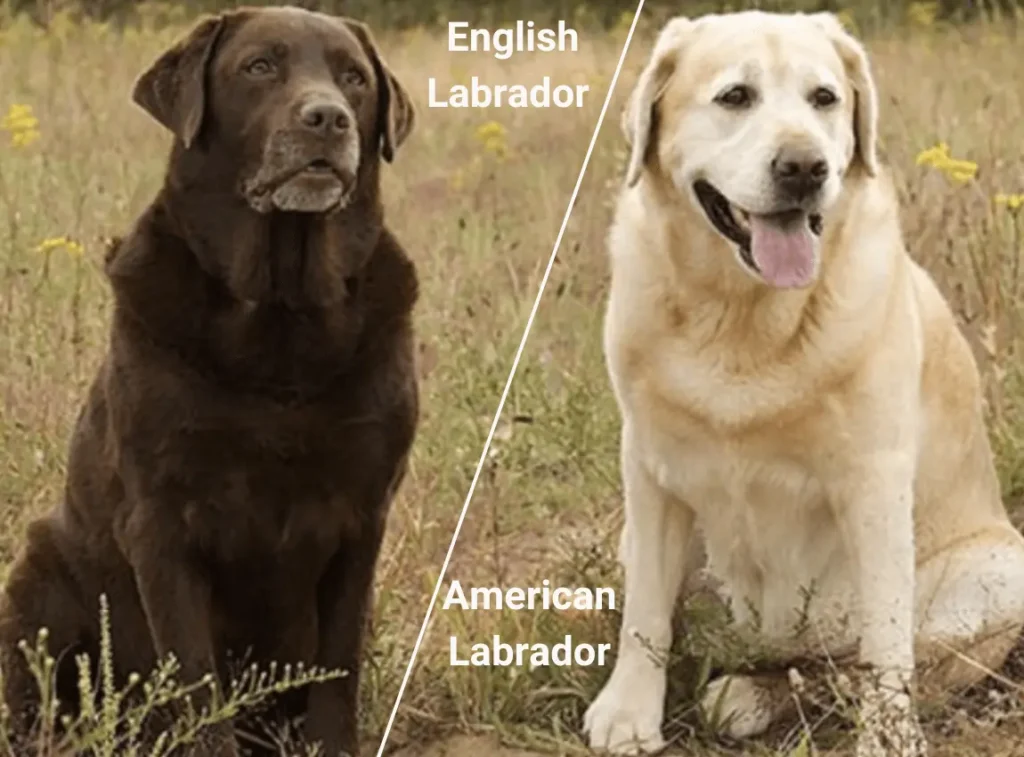 American and English Labrador Retriever