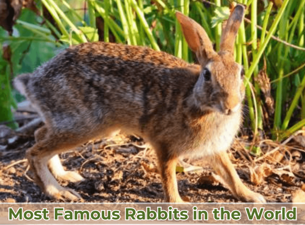 World Famous Rabbit