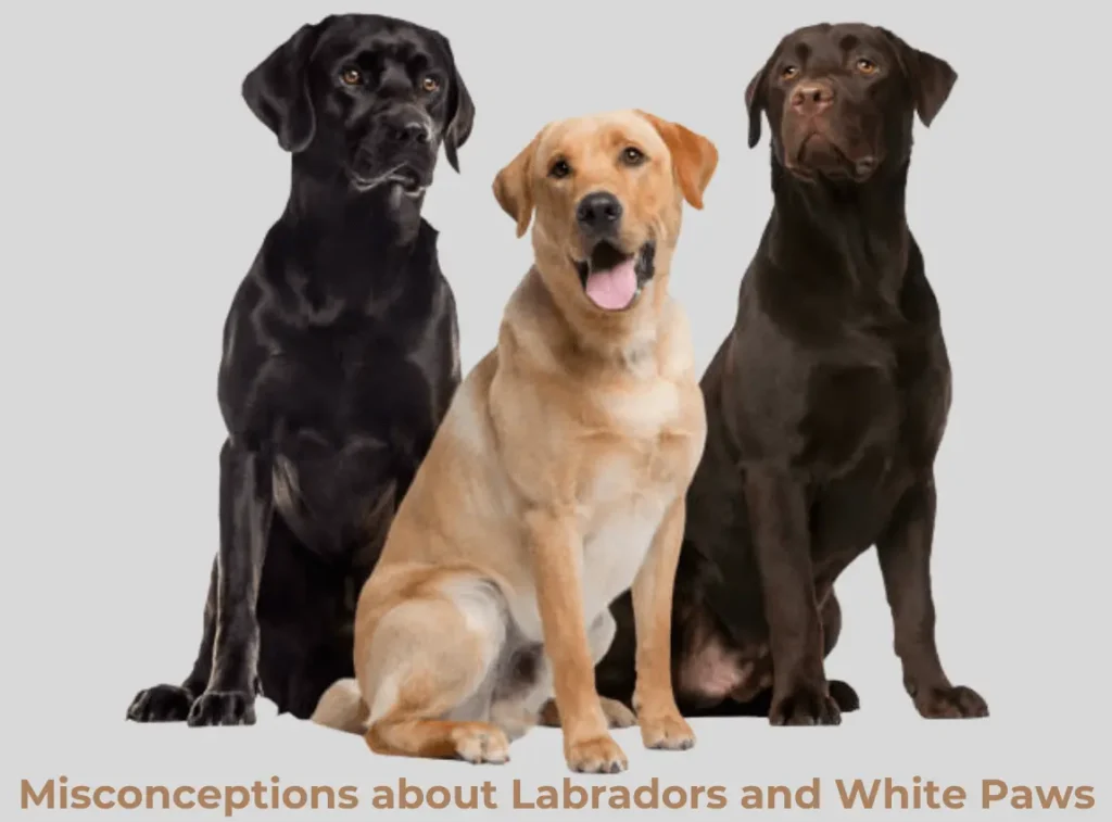 Misconceptions about Labradors and White Paws