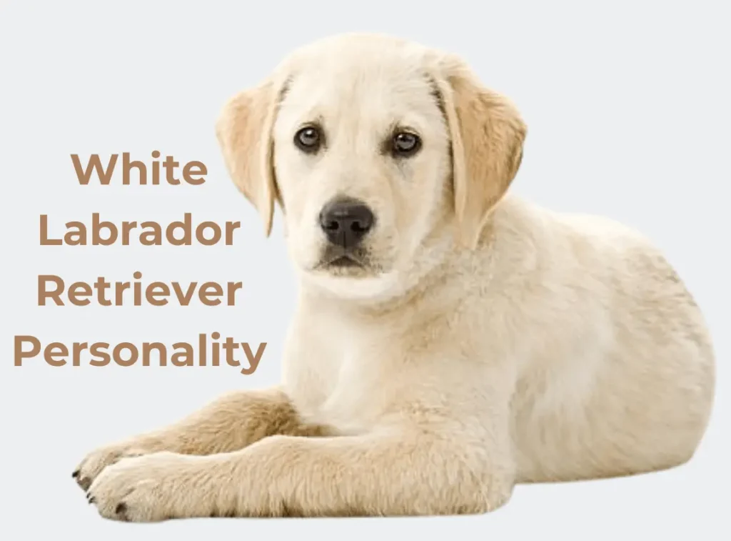 White Labrador Retriever Personality