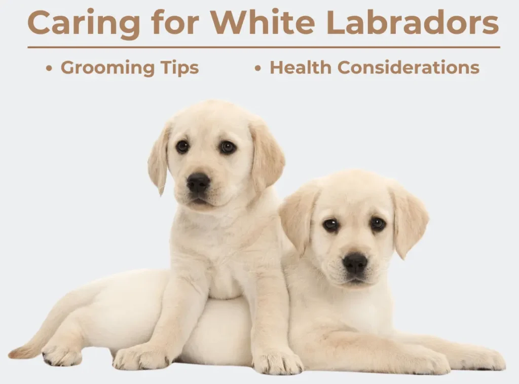 Caring for White Labrador Retriever