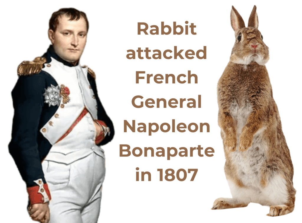 Rabbits Attacked French General Napoleon Bonaparte