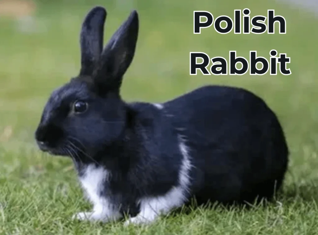 Polish Rabbit