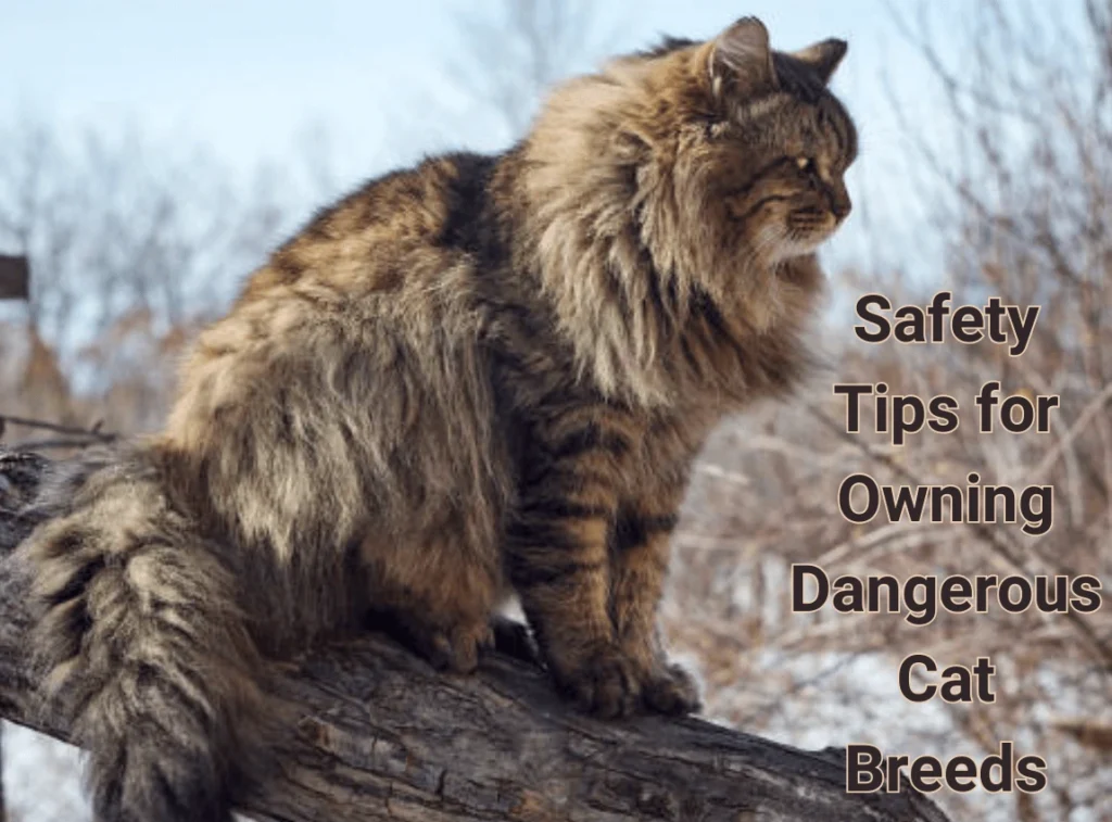 Safety Tips for Owning Dangerous Cat Breeds