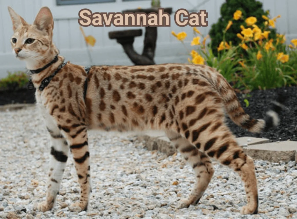 Savannah cats