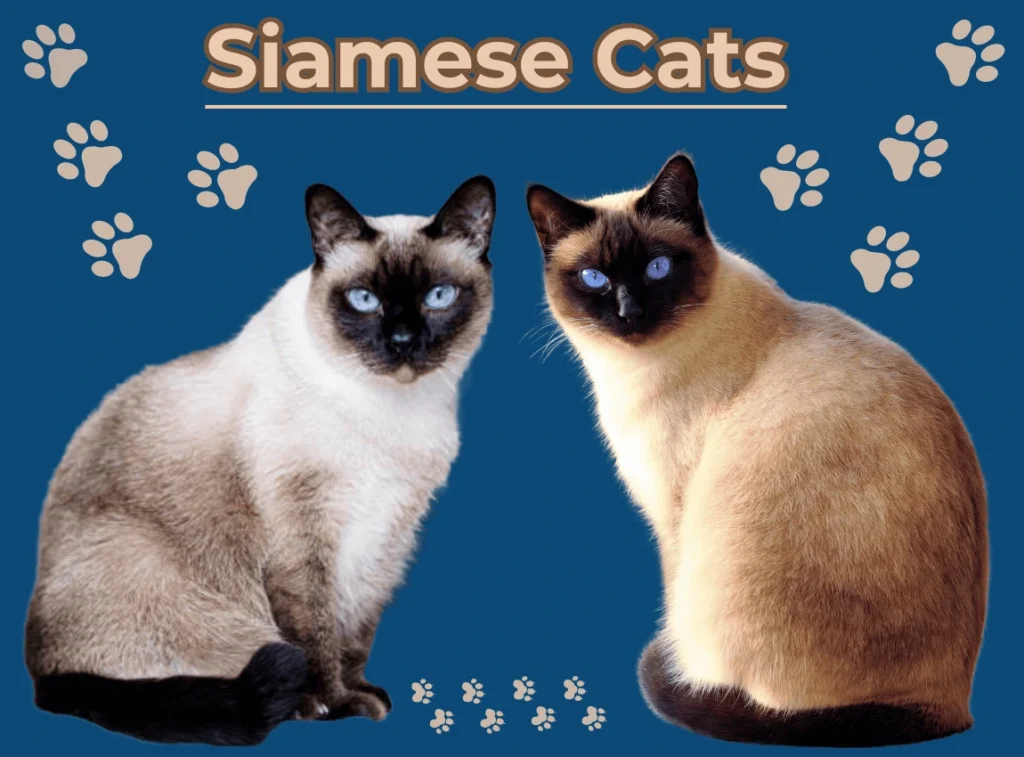 Siamese Cats