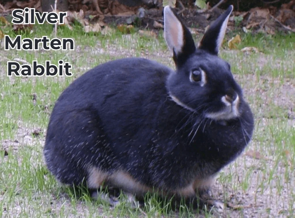 Silver Marten Rabbit