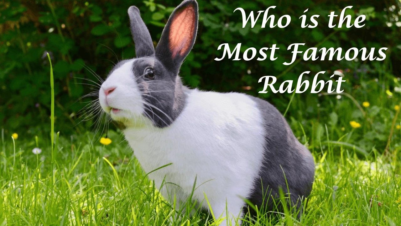 Who is the Most Famous Rabbit