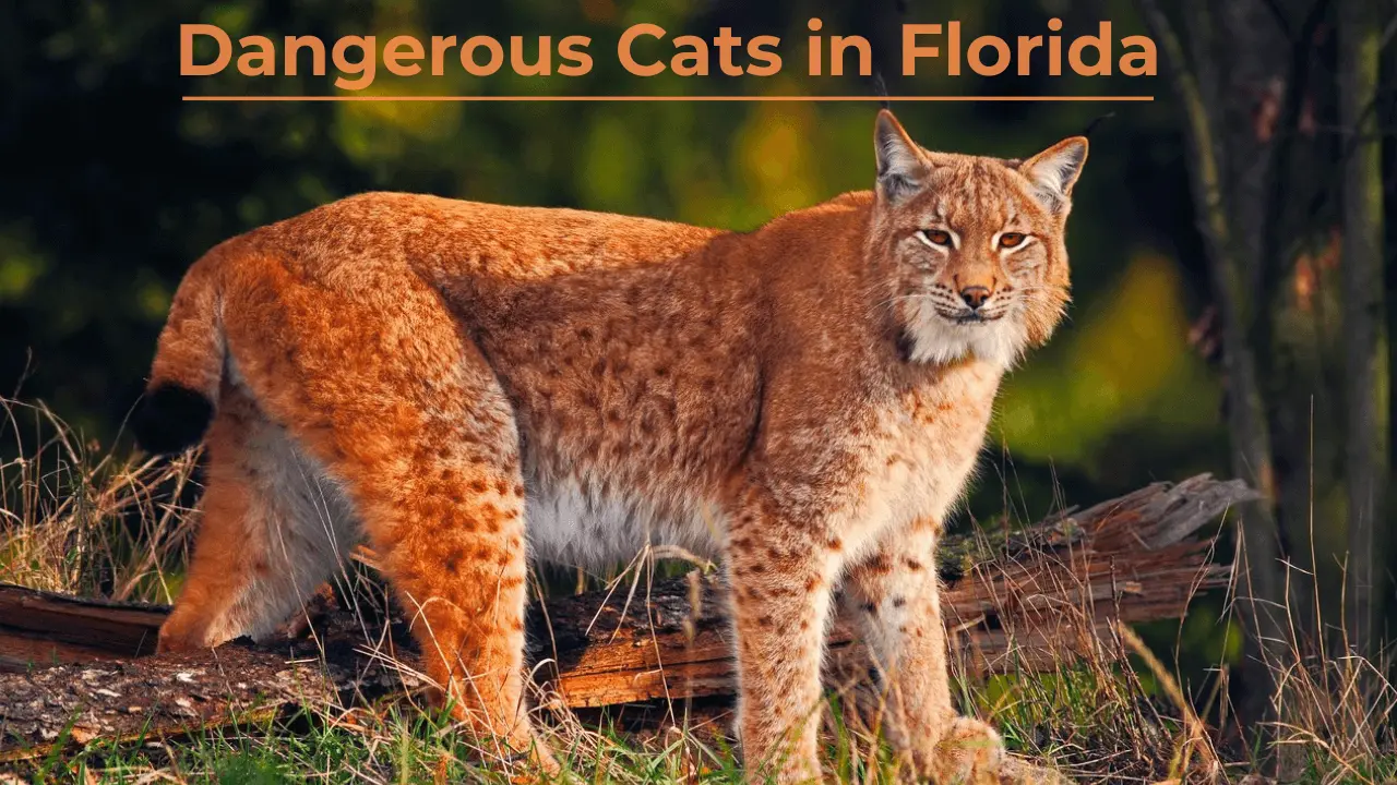 Dangerous Cats in Florida