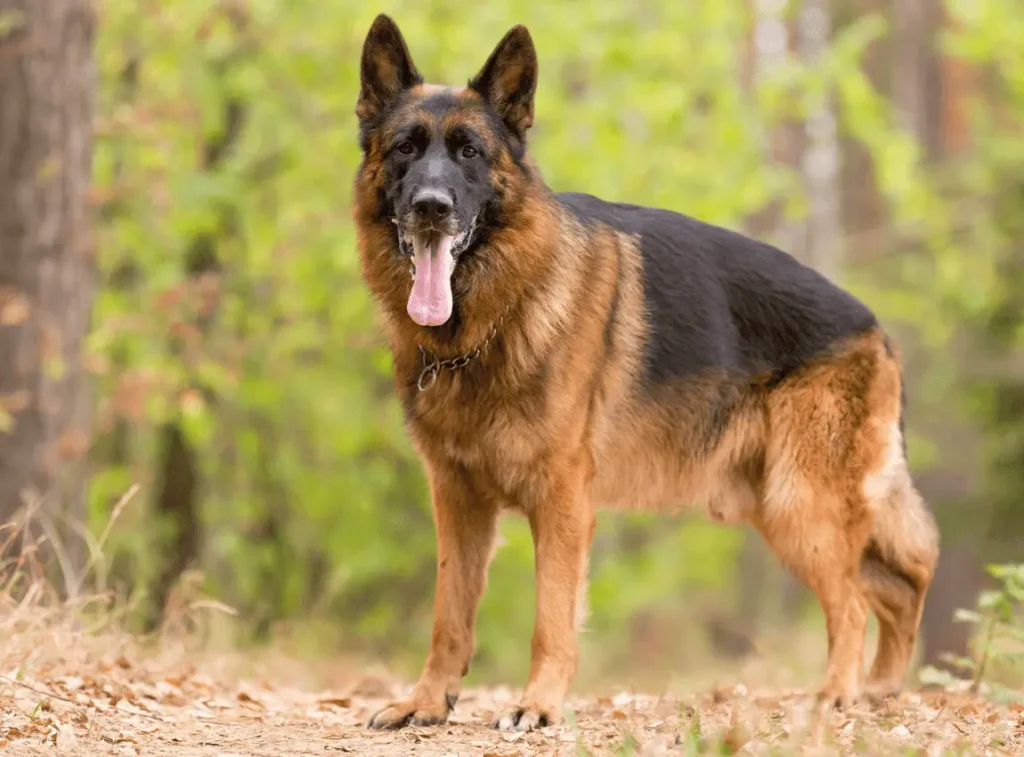 Large Dog Breed