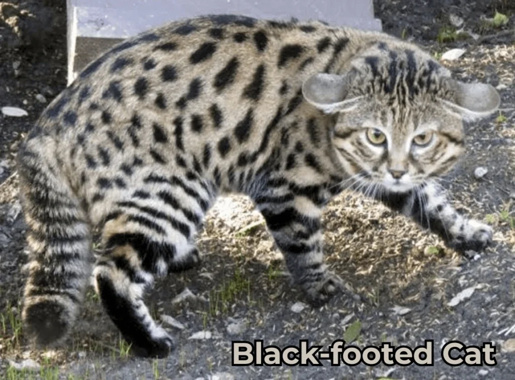 Black-footed Cat