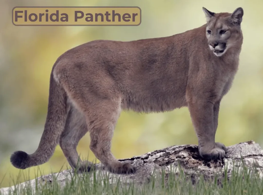 Florida Panther