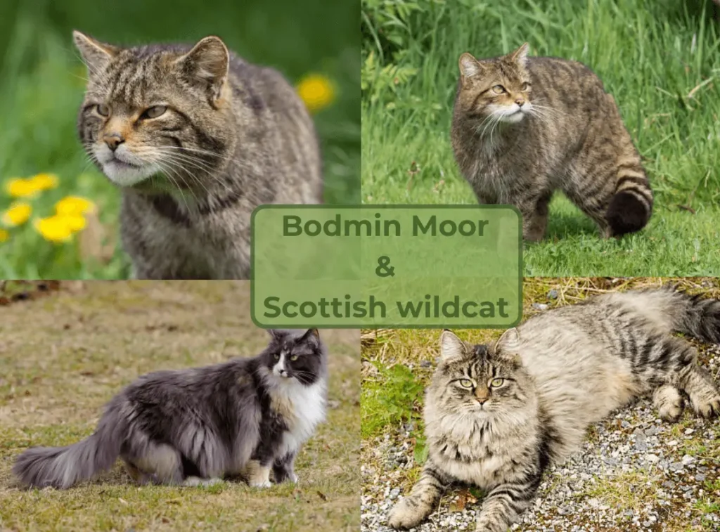 Bodmin Moor & Scottish wildcat