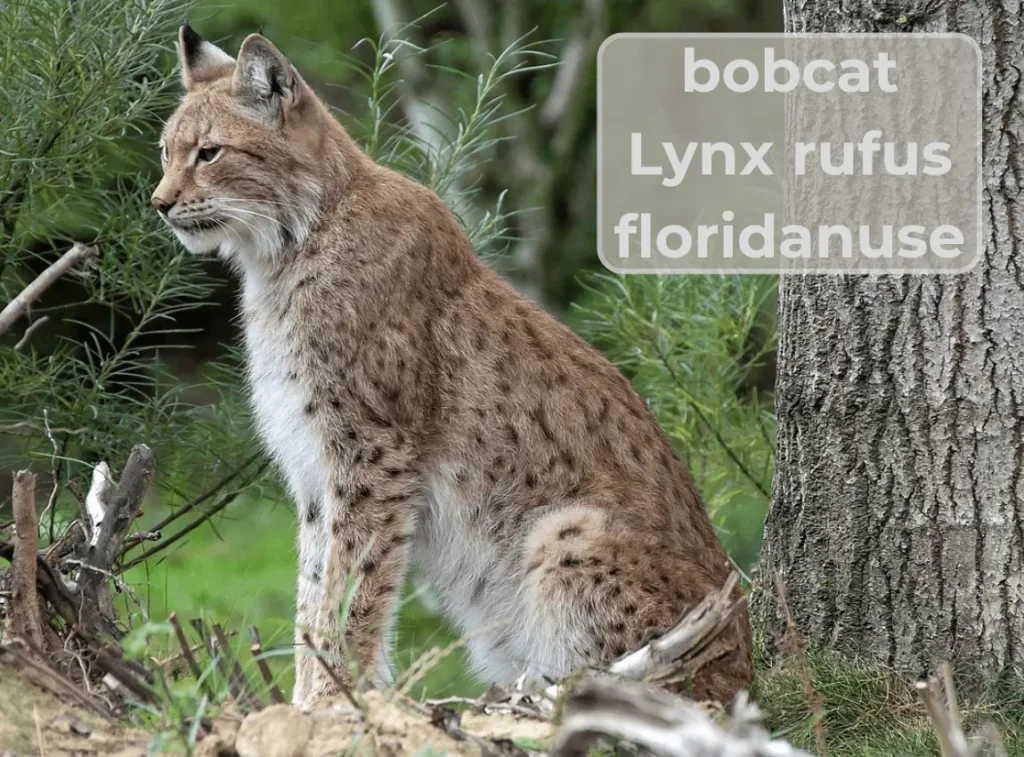 Bobcat (Lynx Rufus Floridanuse)