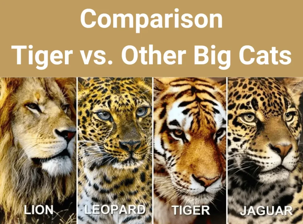 Tiger VS Other Big Cats