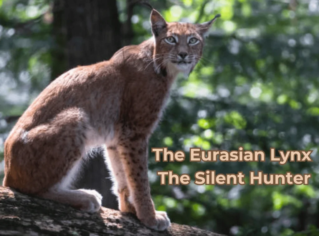 Eurasian Lynx: Silent Hunter