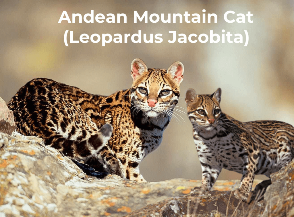 Andean Mountain Cat (Leopardus Jacobita)