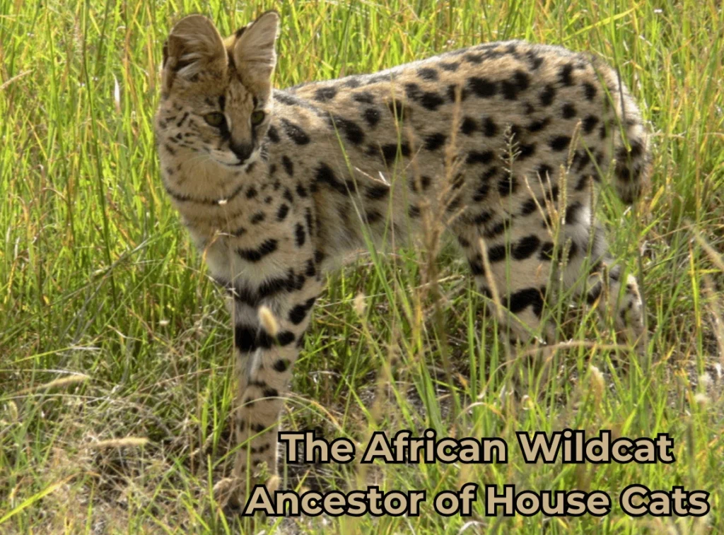 African Wildcat: Ancestor of House Cats