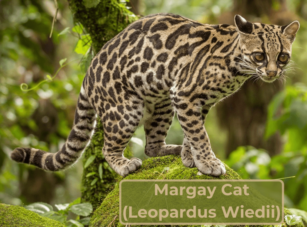 Margay (Leopardus Wiedii)