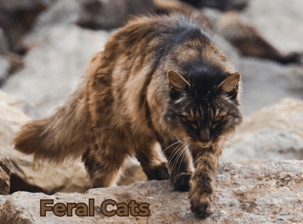 Feral Cats