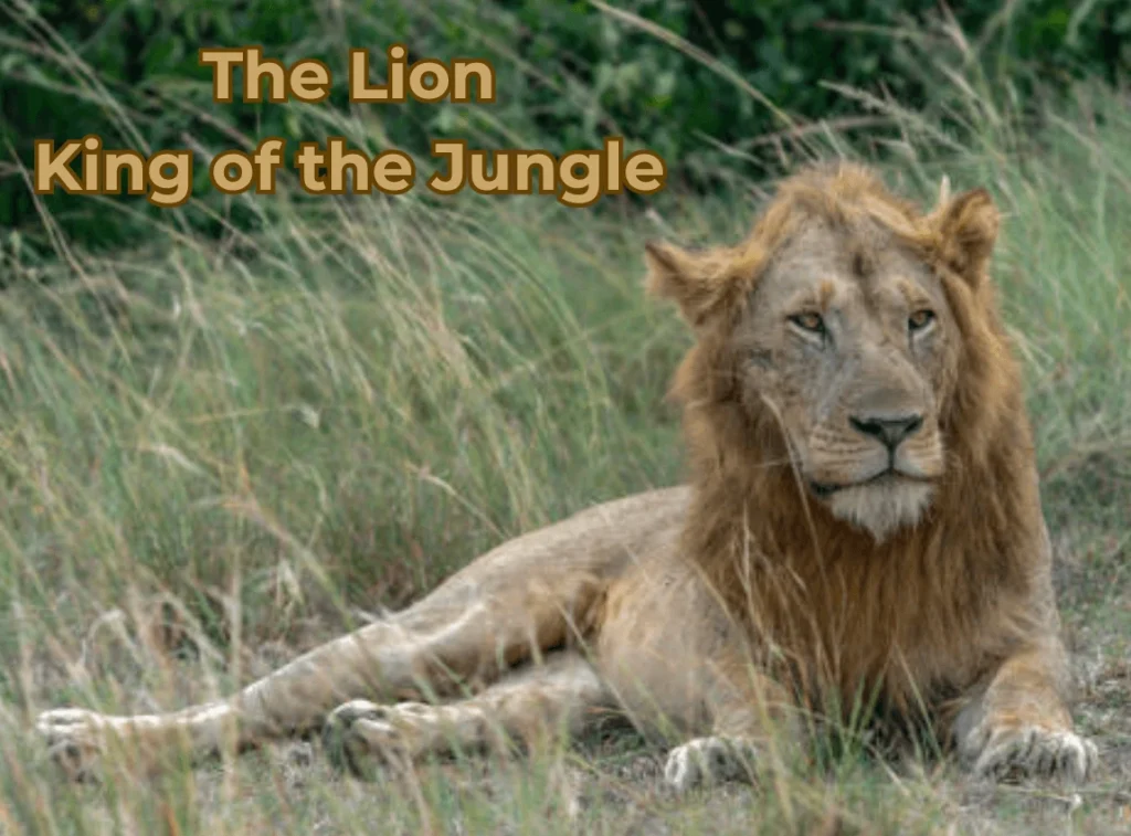 Lion: King of Jungle