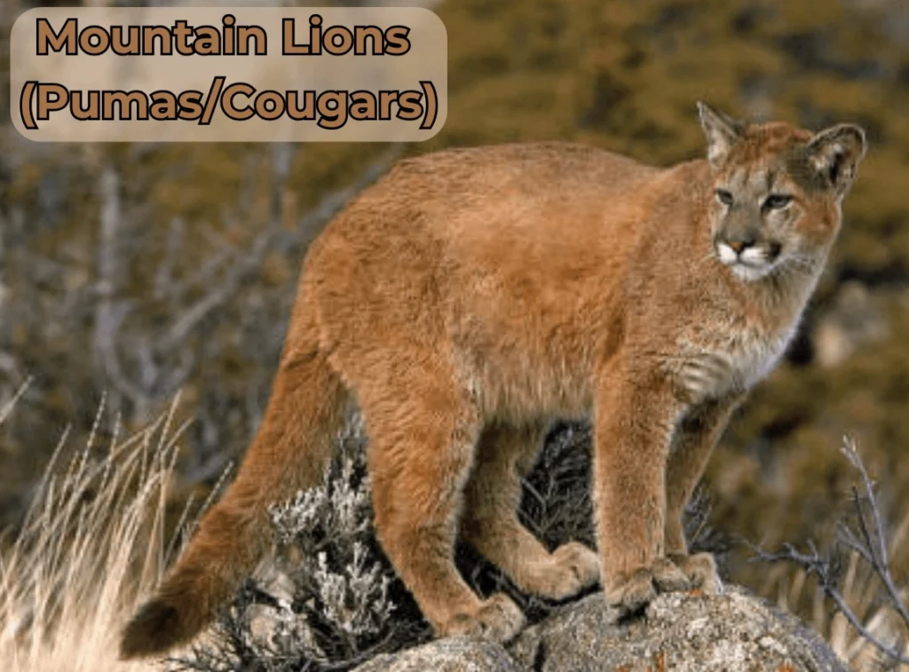 Mountain Lions (Pumas/Cougars)