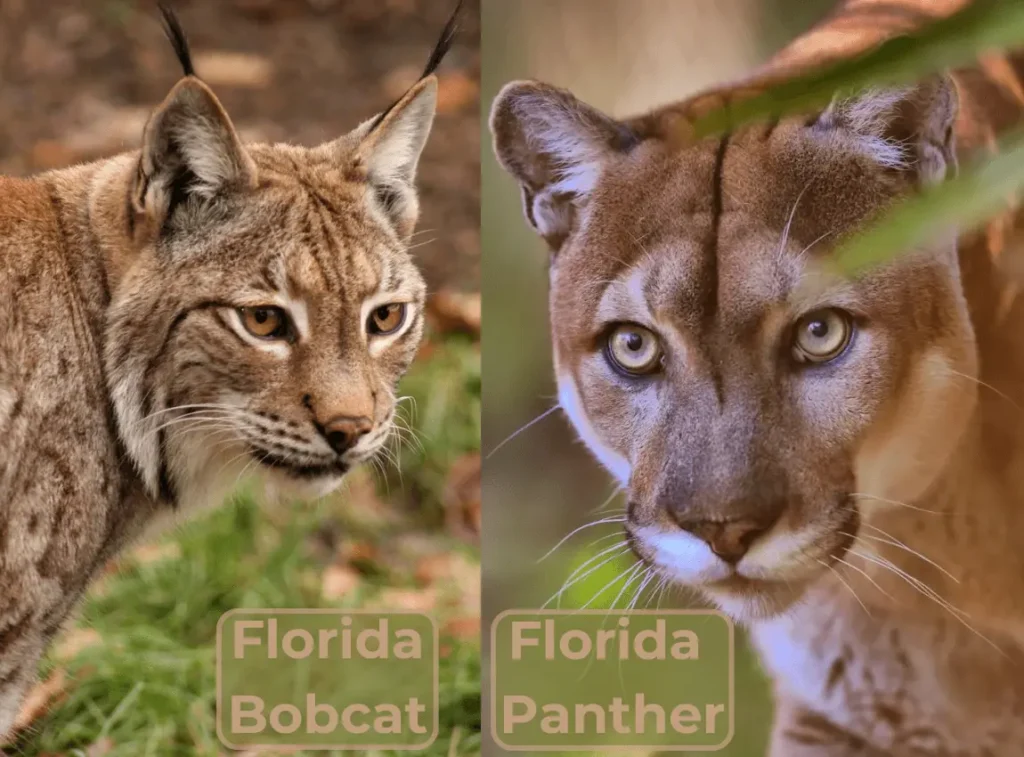 Florida Panther & Florida Bobcat