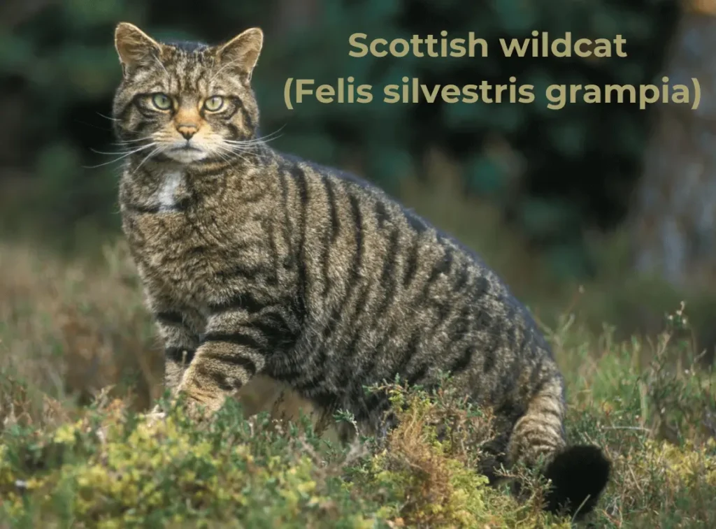 Scottish wildcat