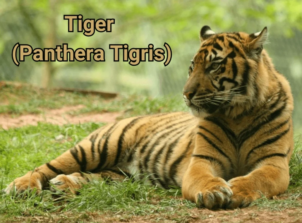 Tiger (Panthera Tigris)