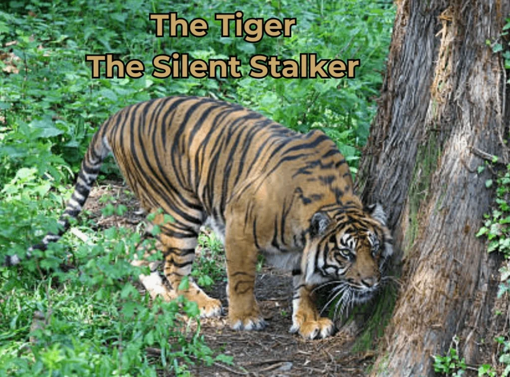 Tiger: Silent Stalker