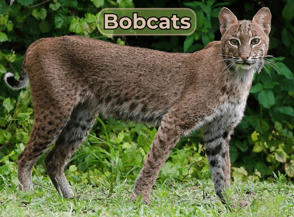 Bobcats