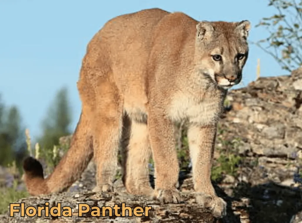 Florida Panther