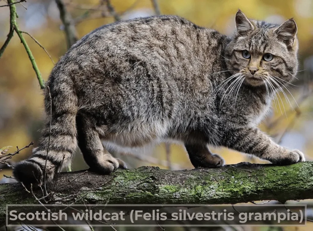 Scottish wildcat