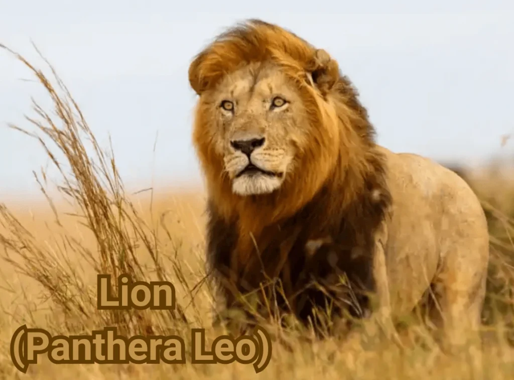 Lion (Panthera Leo)