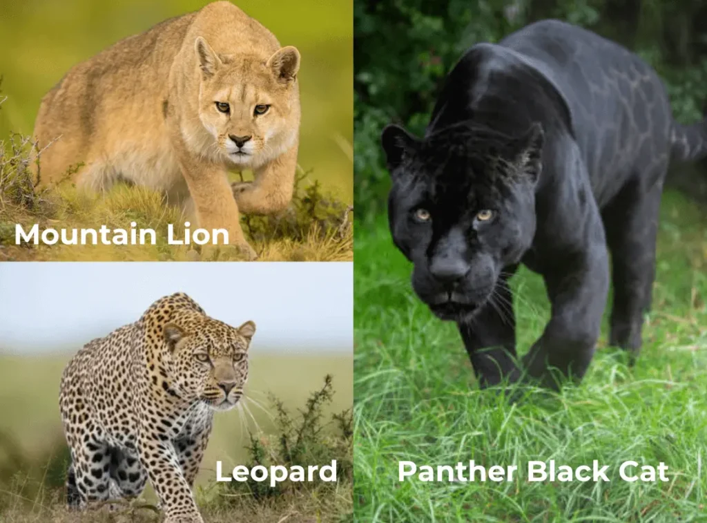 Big Dangerous Cats in UK