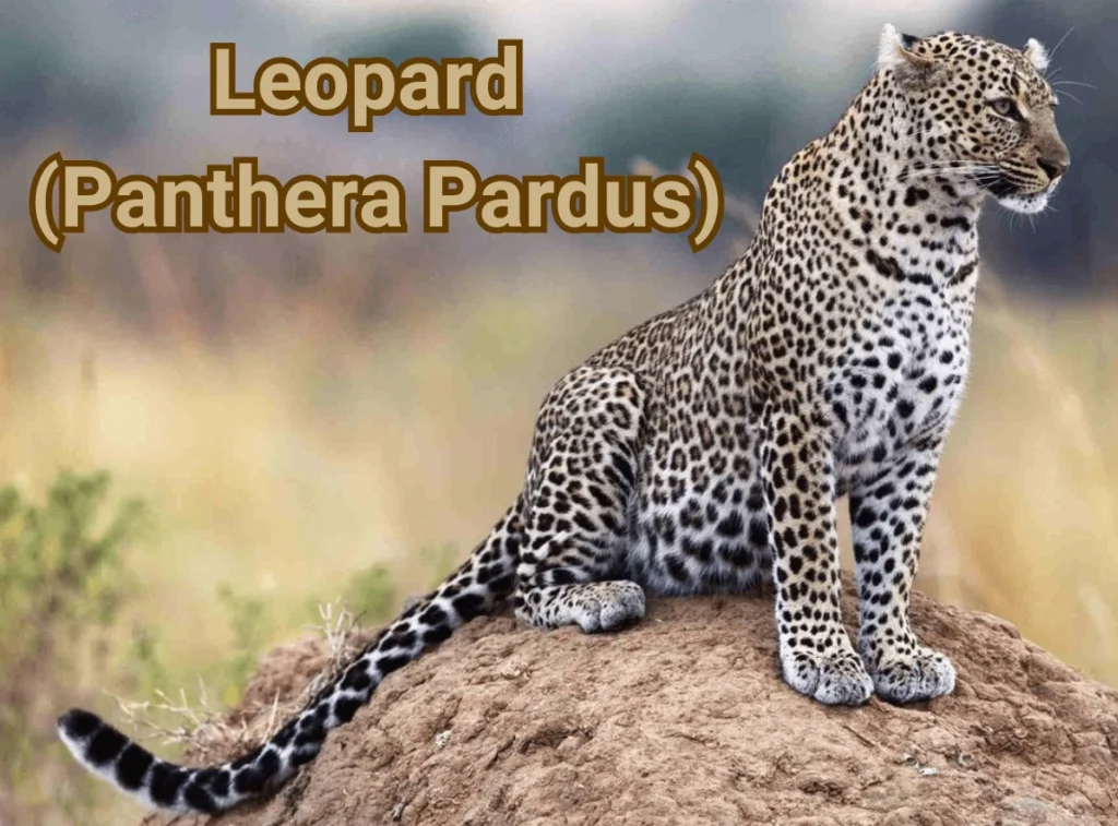 Leopard (Panthera Pardus)