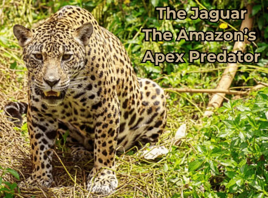 Jaguar: Amazon's Apex Predator