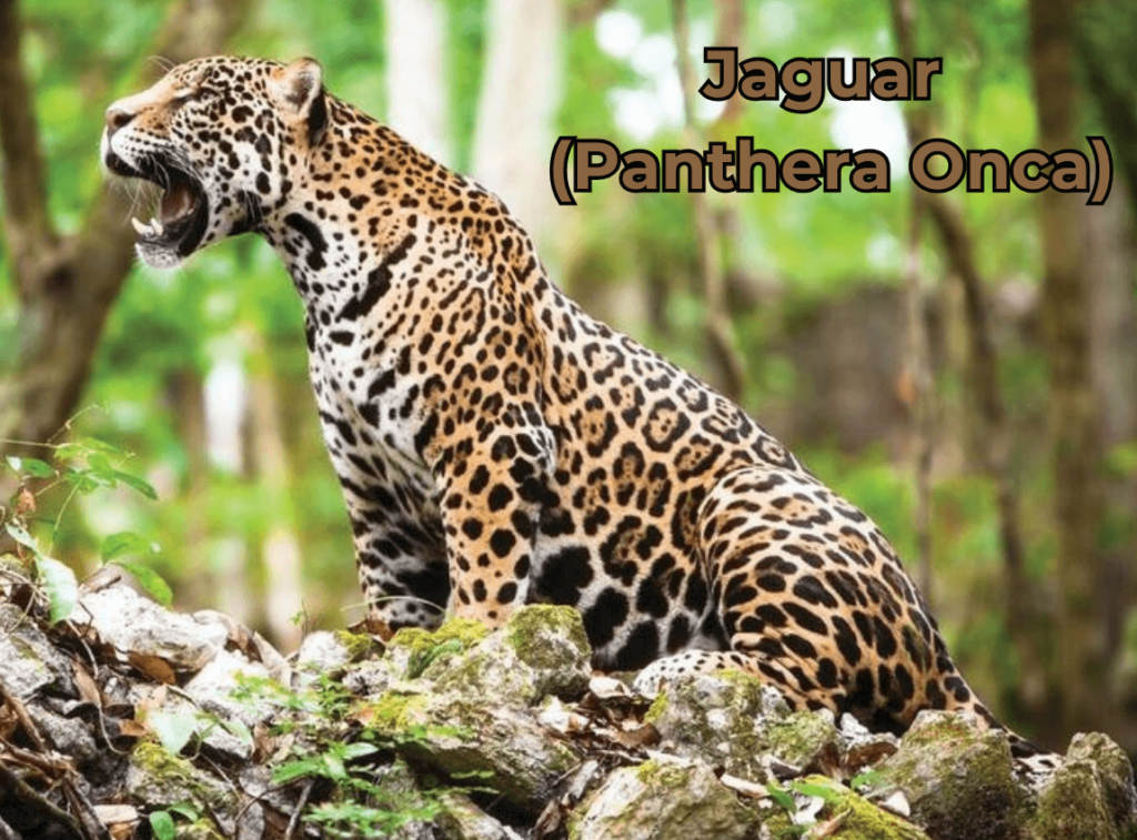 Jaguar (Panthera Onca)