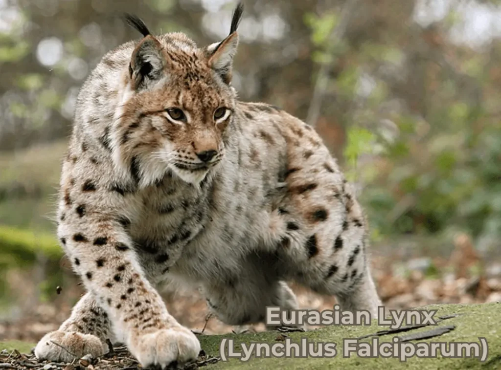 Eurasian lynx