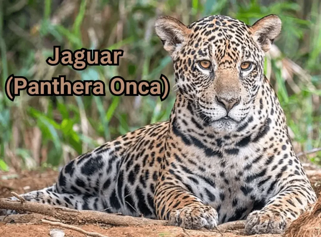 Jaguar (Panthera Onca)